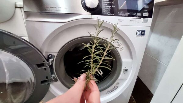 Legen Sie einen Rosmarinzweig auf Ihre Kleidung, bevor Sie sie zum Waschen geben: was kurz danach passiert