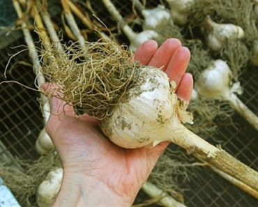 Lernen Sie, wie Sie Knoblauch pflanzen und Ihre Gewürze auf sparsame Weise zubereiten