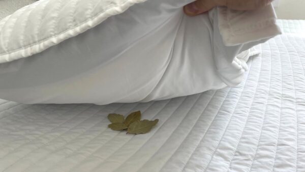 Lorbeer auf der Matratze, was in der Nacht passiert: der alte Brauch der Großeltern