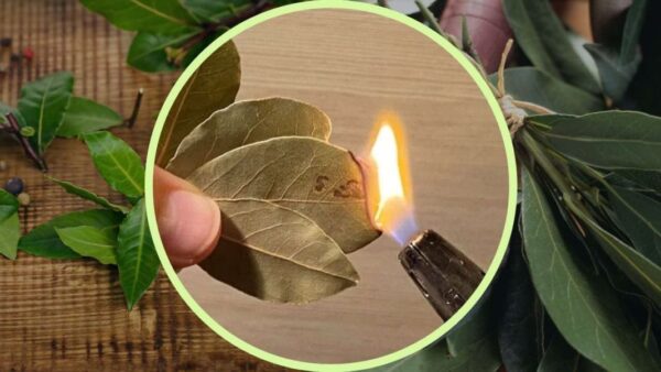 Lorbeerblätter, jeder verbrennt sie in seinem eigenen Haus: Was passiert, wird Sie überraschen
