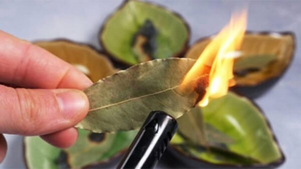 Lorbeerblätter zu Hause verbrennen, die Methode unserer Vorfahren – was, wenn Sie es tun