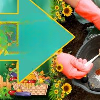 Lösungen zum Schutz von Kohl vor Schädlingen!