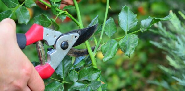 Machen Sie Ihren Garten fit für den Sommer: 6 Pflanzen, die Sie jetzt beschneiden müssen