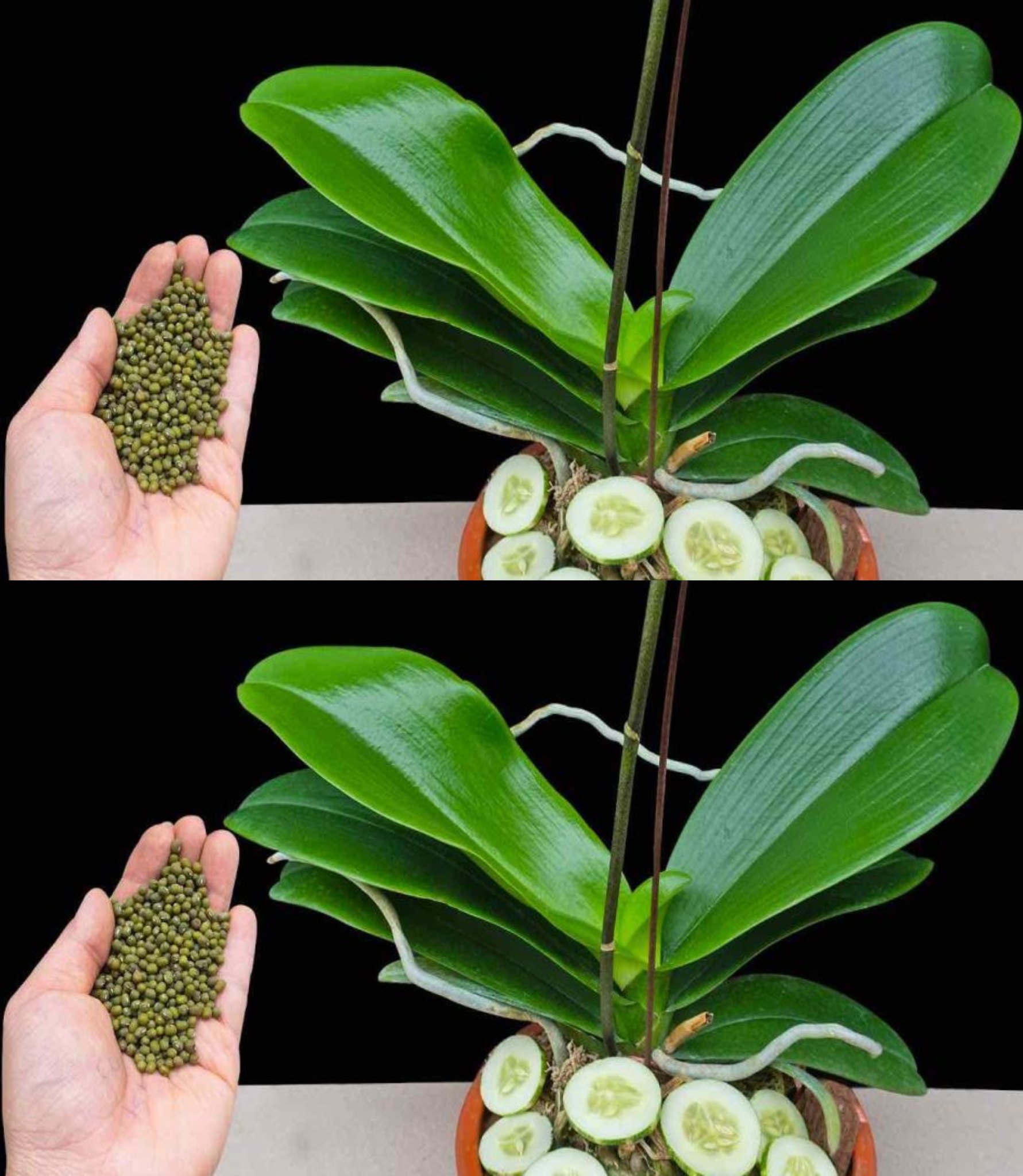 Machen Sie diesen Schritt und jede Blume wird wieder zum Leben erweckt: Sie werden sehen, wie sie 3 Jahre lang gedeiht