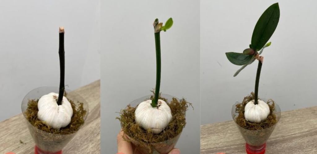 Machen Sie es jetzt und Sie werden sehen, wie Ihre Orchidee das ganze Jahr über keimt und blüht