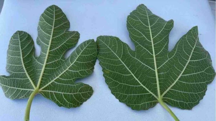 Machen Sie es wie alle anderen und sammeln Sie zu Beginn des Monats 4 FeigenblätterVon Jennifer