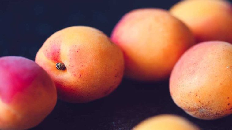 Machen Sie nie wieder den Fehler, Aprikosenkerne in den Müll zu werfen 