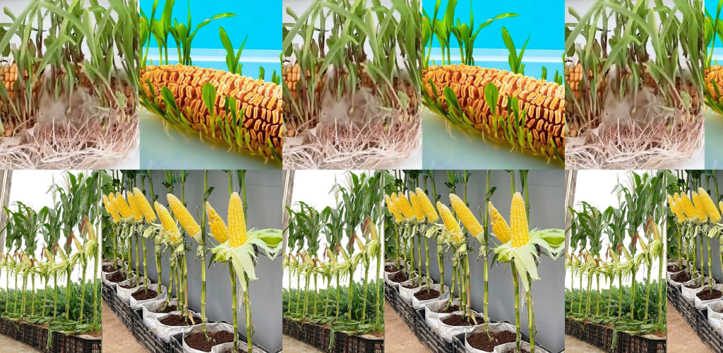 Mais in Behältern zu Hause anbauen: Ein Leitfaden für Anfänger