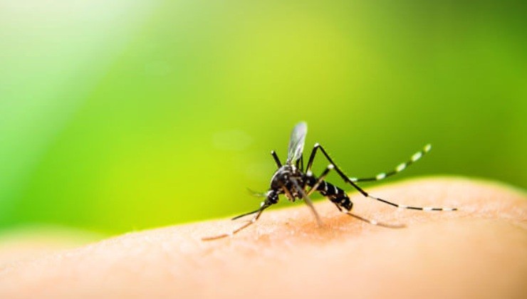 So halten Sie Mücken fern So halten Sie Mücken fern