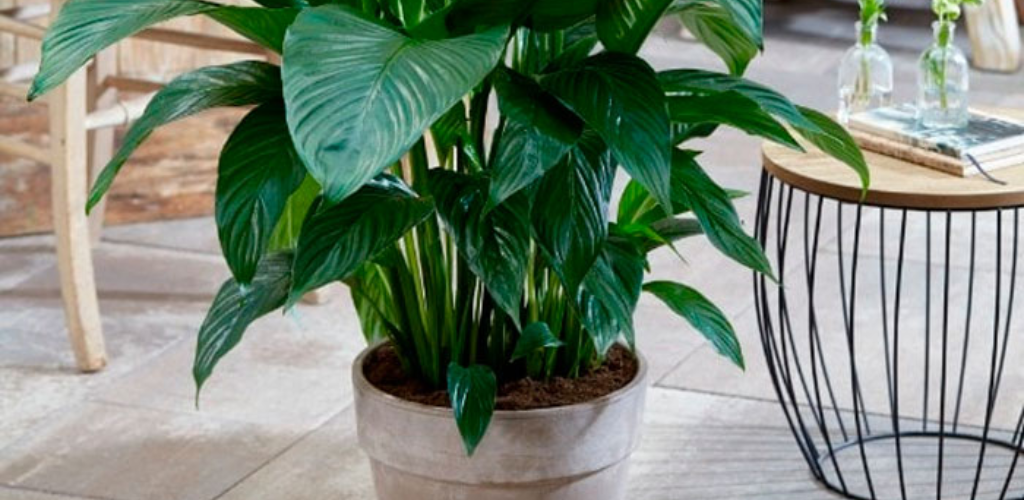Mein Spathiphyllum blüht 10 Monate im Jahr und die Pflege ist unglaublich einfach: nur 4 Punkte