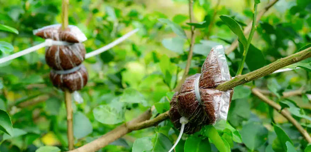 Meistern Sie die Kunst der Pflanzenvermehrung: Schichtungstechniken erklärt