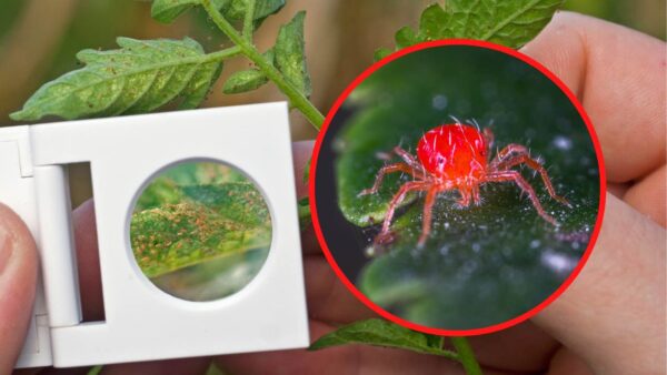 Milben in Pflanzen, die unfehlbare Methode, sie im Handumdrehen zu beseitigen