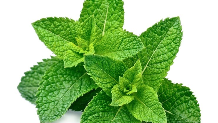 Frische Minzblätter