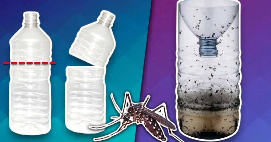 Mini selbstgemachte Mückenfalle, sehr einfach herzustellen