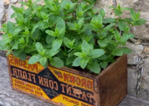 Minze: Pflanzen, Pflege und Ernte