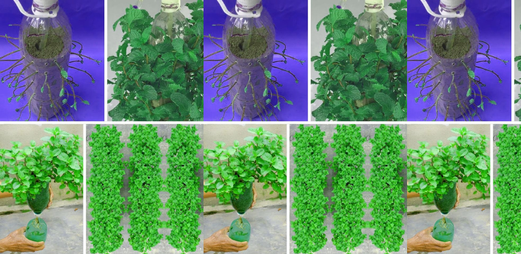 Minze zu Hause in Behältern anbauen: Ein erfrischender Leitfaden