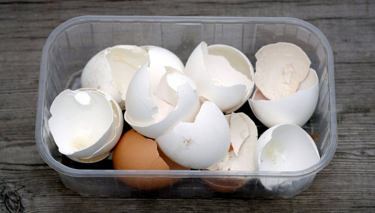 Eierschale – legen Sie sie in Ihre Pflanzen