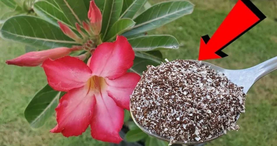 Mit 1 Esslöffel dieses Produkts blühen die Pflanzen sofort.