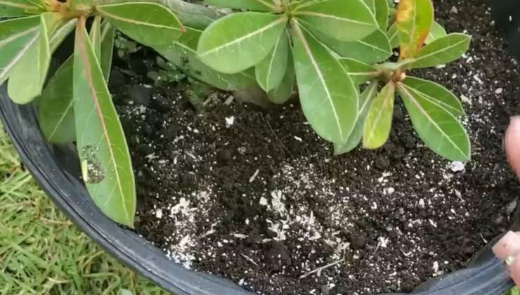 Eierschale und Kaffee in Ihrer Pflanze – sie werden sofort blühen