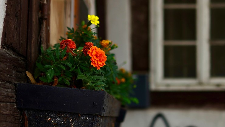 Blühende Pflanzen – so bekommen Sie sie