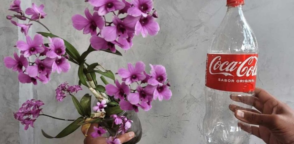 Mit der Flaschenmethode hält die Orchidee ein Leben lang: die Taktik eines jeden Gärtners