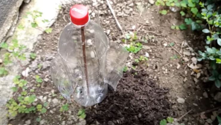 Hausmittel gegen Muttermale Hausmittel gegen Muttermale