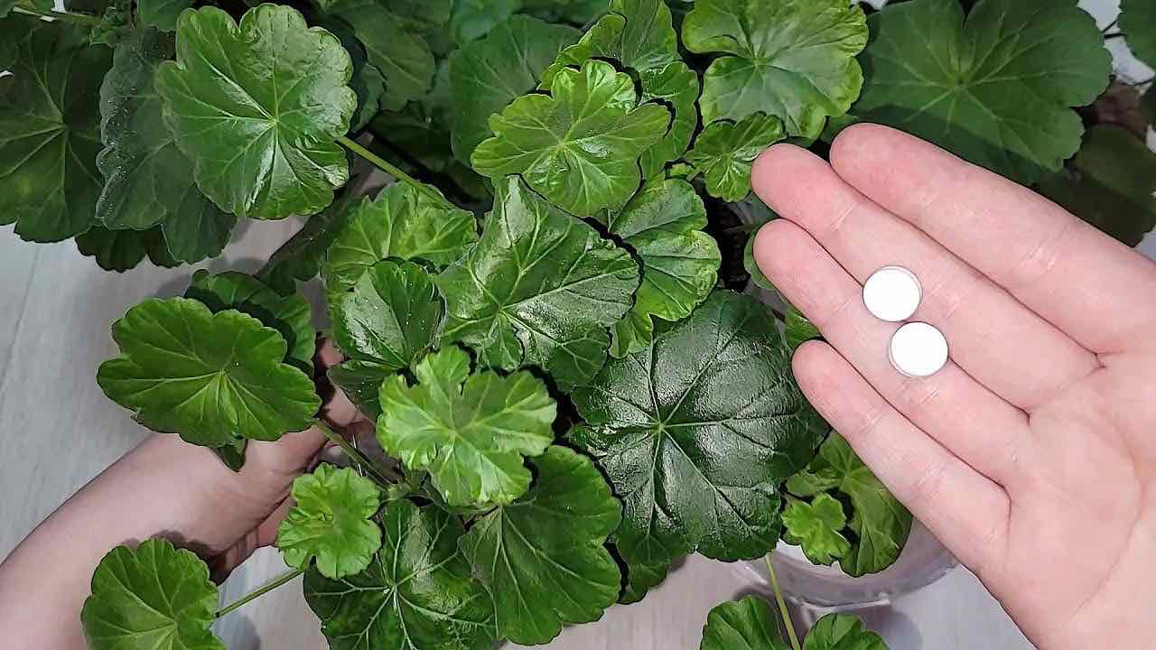 Natürliches Heilmittel für Blumen.