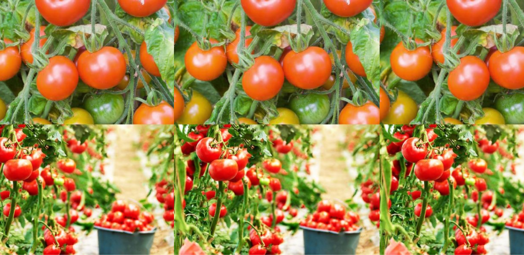 Mit diesem Tipp habe ich die Tomatenernte verdreifacht!