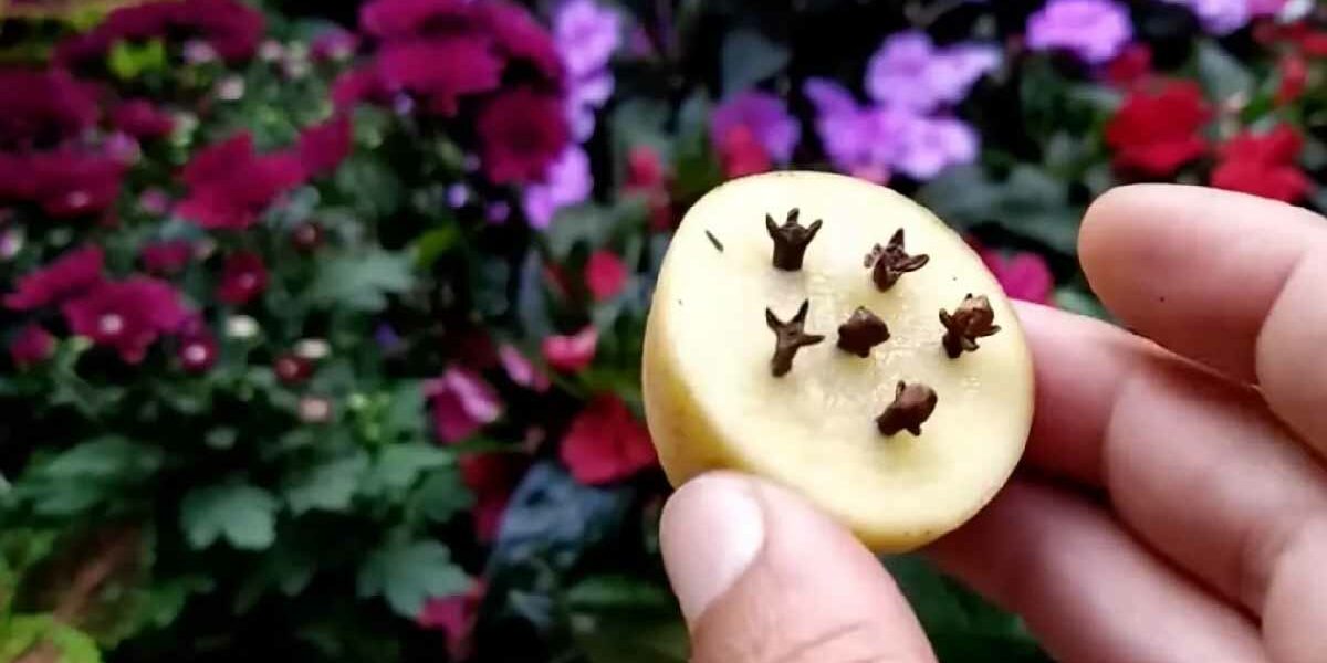 Mit diesem leistungsstarken hausgemachten Dünger werden Ihre Pflanzen wunderschön gedeihen!