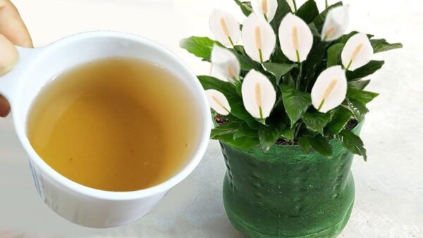 Mit diesem natürlichen Dünger haben Sie das ganze Jahr über eine Ladung Blumen zum Nulltarif