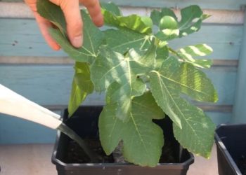 Mit diesem vielseitigen Naturdüngerrezept werden Ihre Pflanzen und Blumen stärker als je zuvor