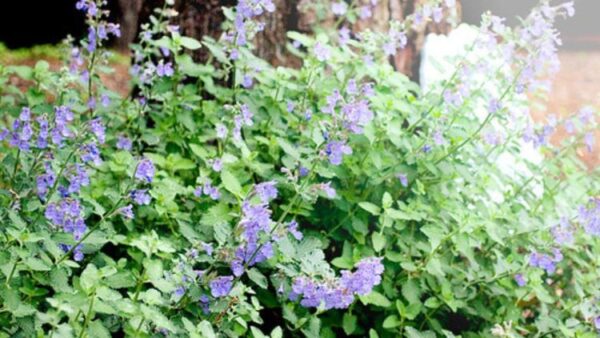 Mit diesen 5 Pflanzen vertreiben Sie Zecken aus Ihrem Garten