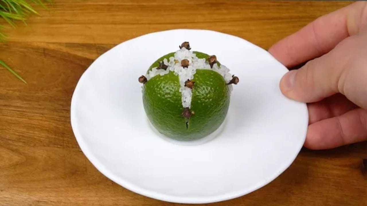 Element zur Abwehr von Insekten Element zur Abwehr von Insekten