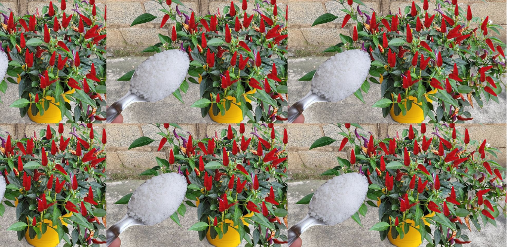 Mit einer Prise davon blüht jede Blume, die Sie zu Hause haben, sofort auf.