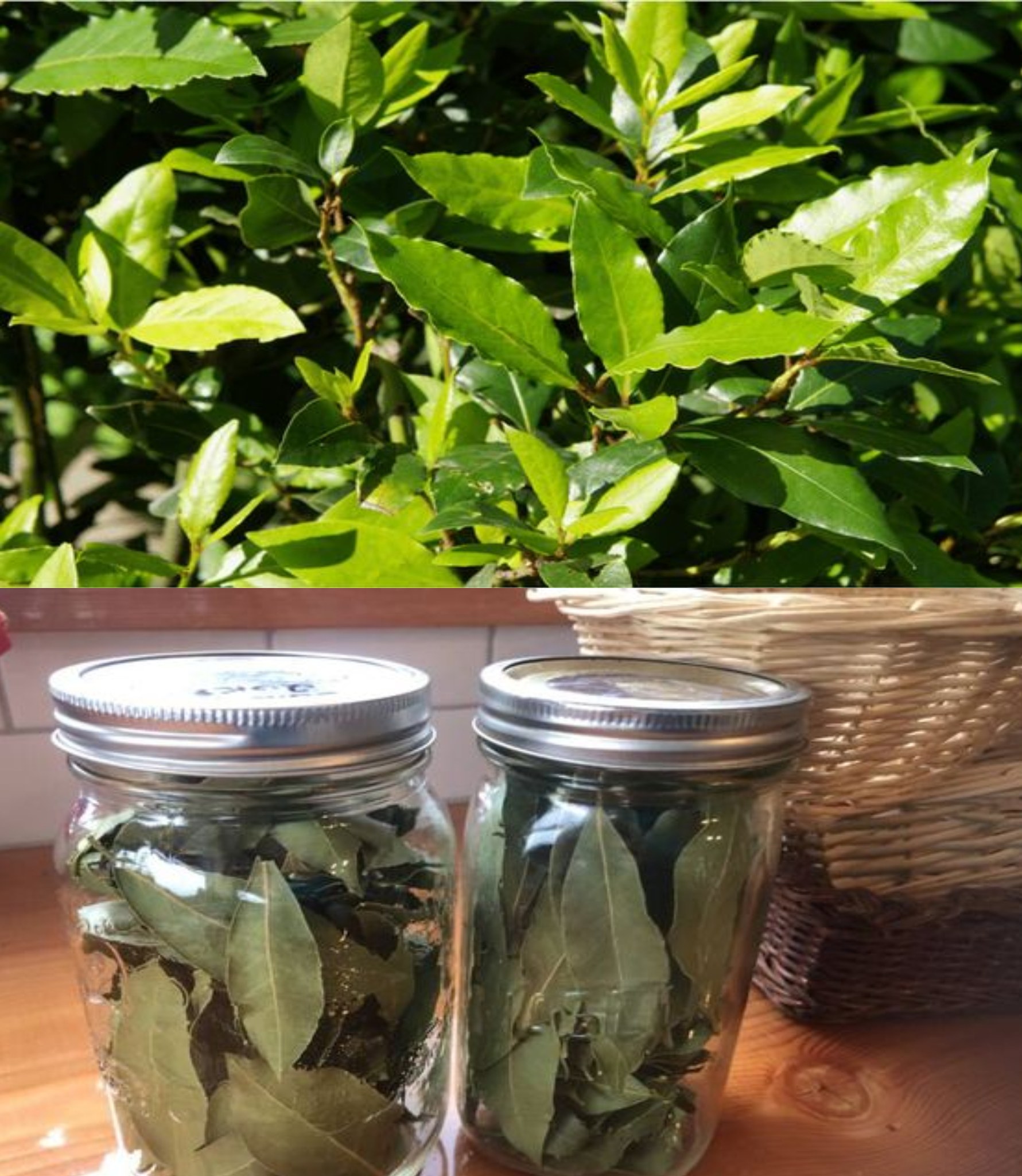 Mit nur 1 Tasse haben Sie eine Menge Blumen, sogar der Kindergarten wird den Trick wissen wollen