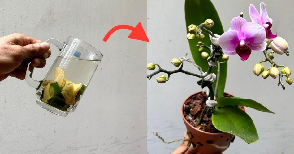 Mit nur einer Tasse dieser Flüssigkeit halten Orchideen bis zu 5 Jahre länger