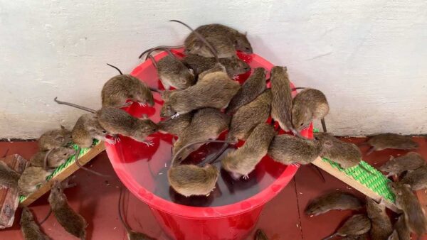 Mäuse im Haus, mit dieser selbstgebauten Falle bleiben sie in schlechter Erinnerung