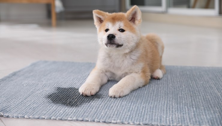 auf den Boden des Hauses urinieren