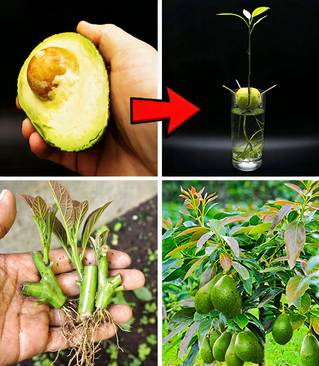 Nachdem Sie dies gesehen haben, werden Sie NIEMALS wieder Avocadokerne wegwerfen.