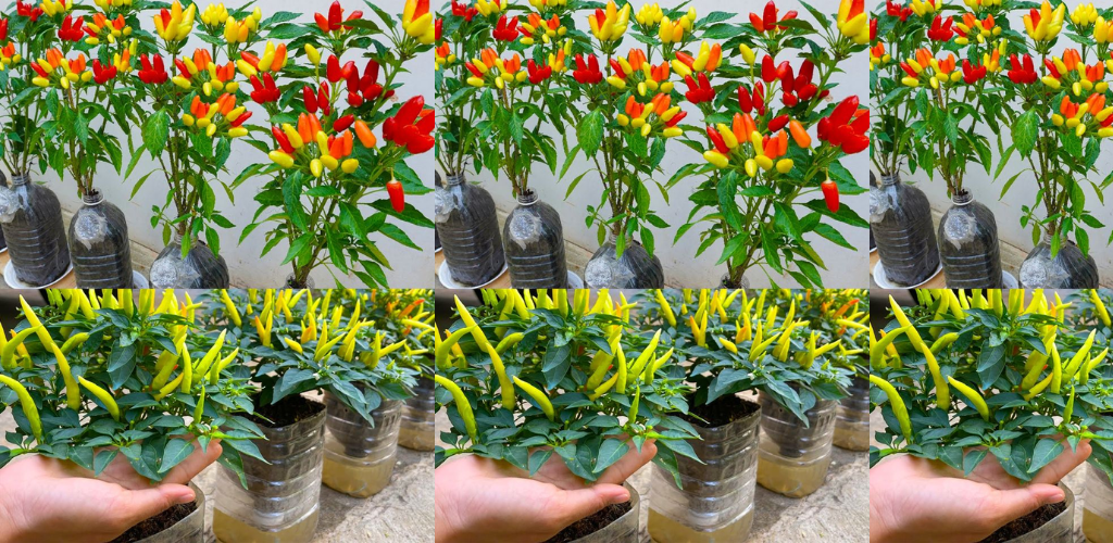 Nachhaltiges Gärtnern: Paprika in Plastikflaschen anbauen
