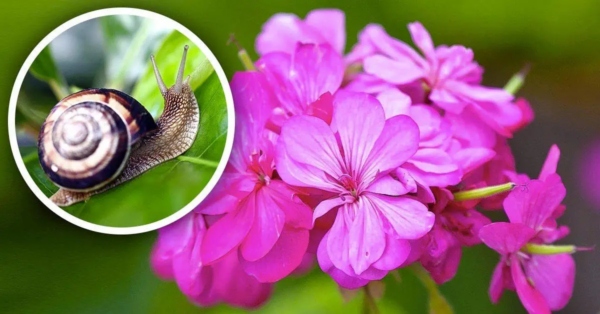 Nacktschnecken und Schnecken unterstützen diese Blüten nicht. Es ist eine gute Idee, sie vom Garten fernzuhalten