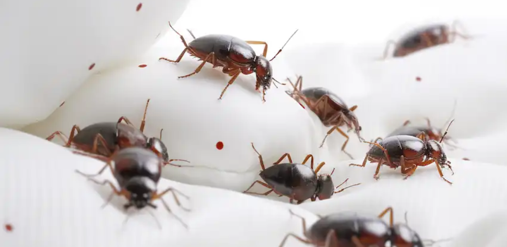 Natürliche Bettwanzenbekämpfung: Mit Backpulver Schädlinge sicher beseitigen