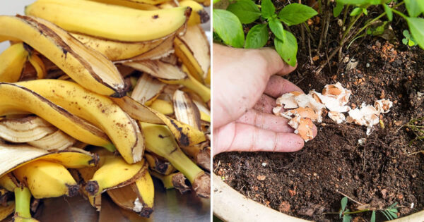 Natürliche Düngemittel haben Sie auf jeden Fall zu Hause und bringen Ihre Pflanzen zum Wachsen