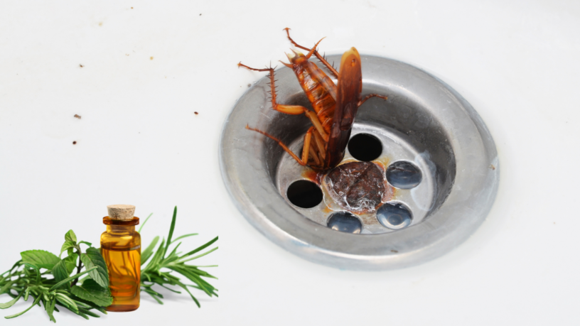 Natürliche Öle zur Reinigung des Hauses und zur Abwehr von Kakerlaken