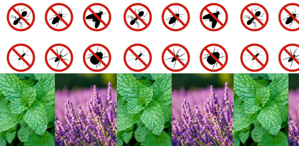 Natürliche schädlingsabweisende Pflanzen: Abwehr von Spinnen, Kakerlaken, Ameisen, Mücken und Mäusen