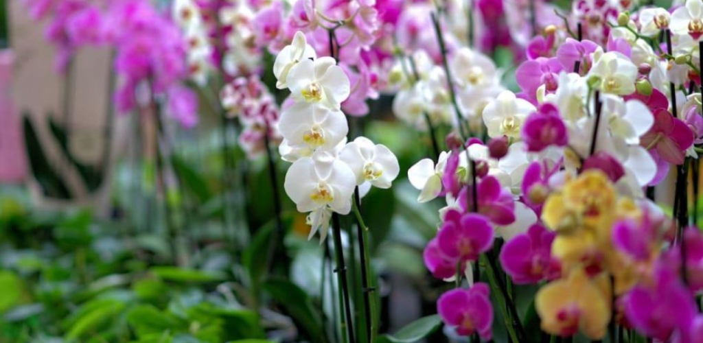 Natürlicher Dünger: Dieser wunderbare Inhaltsstoff steigert die Blütenpracht Ihrer Orchidee