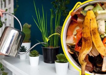 Natürlicher Dünger: Wie man Obst- und Gemüseschalen verwendet, um Pflanzen zu füttern