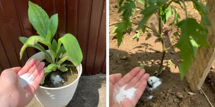 Natron ist der beste Freund des Gärtners – hier sind 14 raffinierte Anwendungen im Garten.