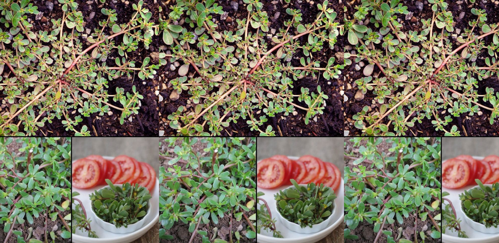 Nehmen Sie Portulak in Ihren Garten auf: 8 überzeugende Gründe