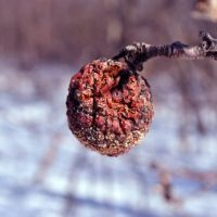 Neun Aufgaben im Obstgarten, im Garten und im Blumenladen im März!